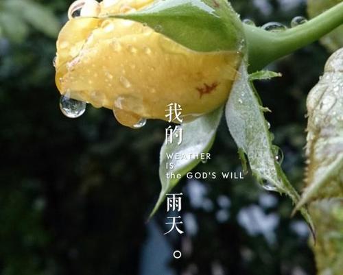 关于早晨雨天心情好的句子大全 关于早晨雨天的优美句子