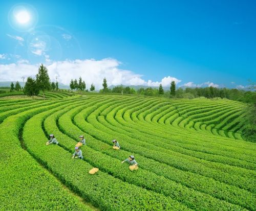 关于形容名山茶园美的优美句子大全 形容名山的诗句