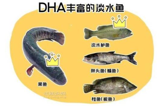 鱼含有DHA吗