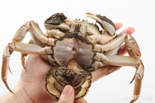 海蟹死了能吃吗 海蟹怎样蒸大约蒸多长时间