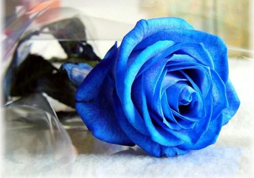 关于蓝色花的唯美句子大全 关于蓝色唯美的名字代表梦想自由