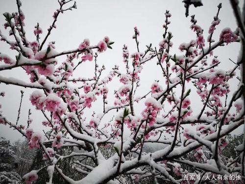 关于形容雪和桃花的诗句合集(实用) 关于形容桃花的词语