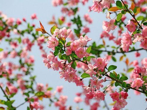 关于形容海棠花的唯美句子大全 形容海棠花的诗词