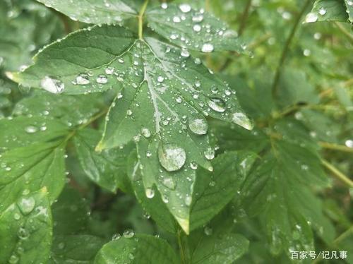 关于雨后植物带雨滴的诗句合集(通用) 植物雨滴图片