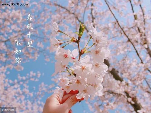 关于形容赏樱花的心情的诗句合集(实用) 关于形容樱花的诗