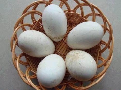 鹅蛋有哪些功效和作用呢？鹅蛋有哪些功效与作用