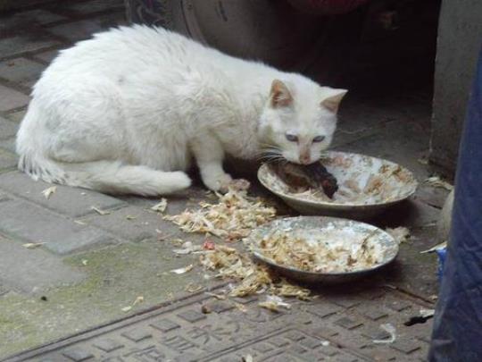 猫肉能吃吗 猫肉怎么做好吃家常做法