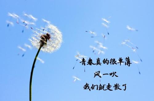 关于被风吹的唯美句子大全 风吹的唯美图片