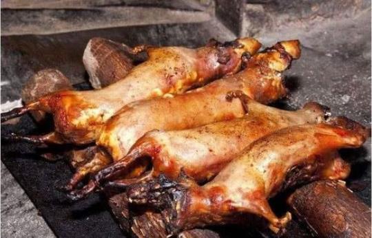 老鼠肉可以吃吗 老鼠可以吃么
