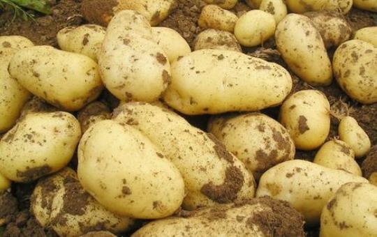 马铃薯是什么 马铃薯什么时候种植最好
