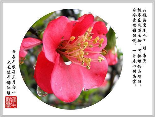 关于花满径优美句子大全