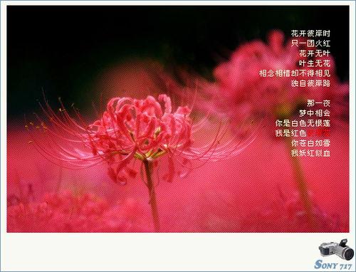 关于曼陀罗沙华的唯美句子大全 曼陀罗珠沙华花语