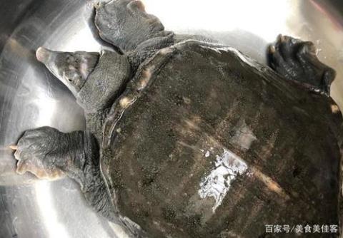 水鱼怎么杀 