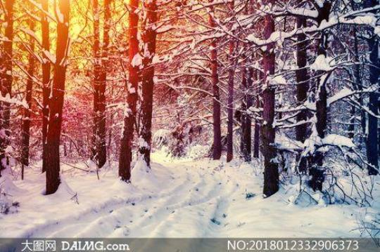 关于雪中树林美景唯美的句子大全 关于雪中树林的描述