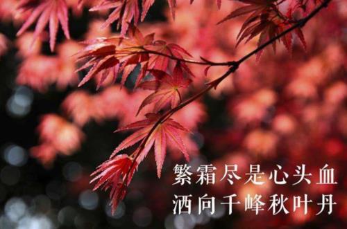 关于霜的诗句经典诗句合集(精选) 月季花诗句经典