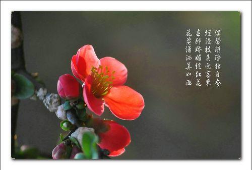 关于春天海棠的诗句合集(精选) 关于春天海棠花的诗句
