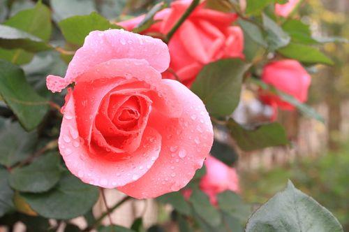 关于形容月季花开的诗句心情好合集(精选) 关于形容月季花的词语
