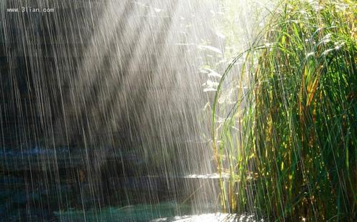 关于下雨风景优美的句子大全 形容下雨风景优美的句子
