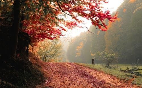 关于形容山林风景的诗句合集(精选) 秋天的山林怎么形容
