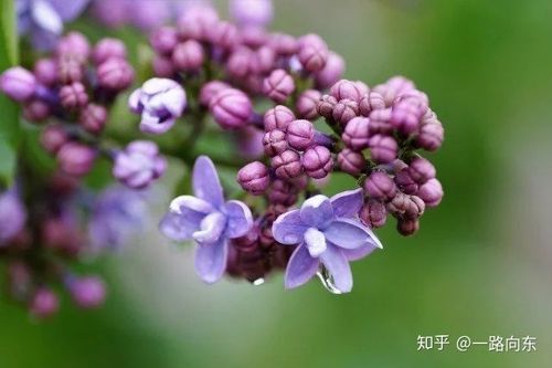 关于描写丁香的优美句子和古诗大全 关于描写丁香花的诗句I0首
