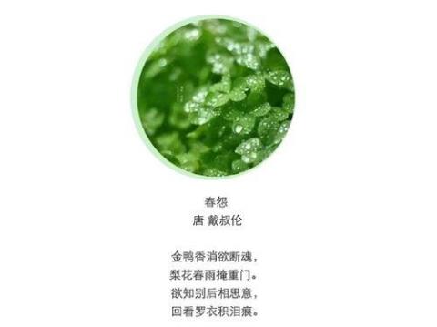 关于75首古诗中春雨的诗句合集(实用)