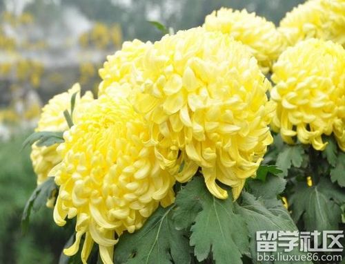 关于晚上观赏菊花的心情的句子大全 观赏虾晚上活动