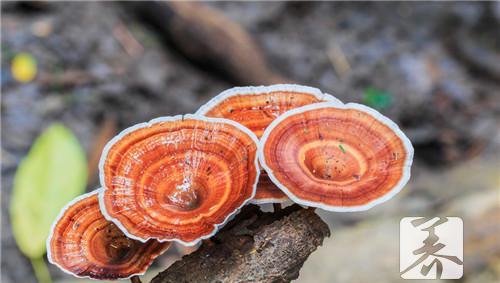 灵芝怎么吃 灵芝怎么种植方法视频