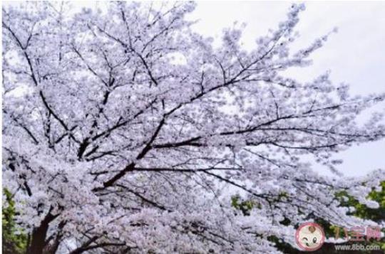 关于赞美武大的唯美句子大全 赞美武大的诗词