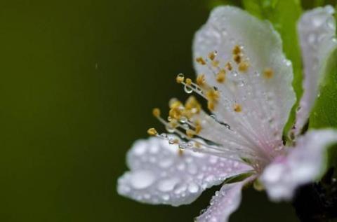 关于春雨花的唯美句子大全 关于春雨唯美英文诗