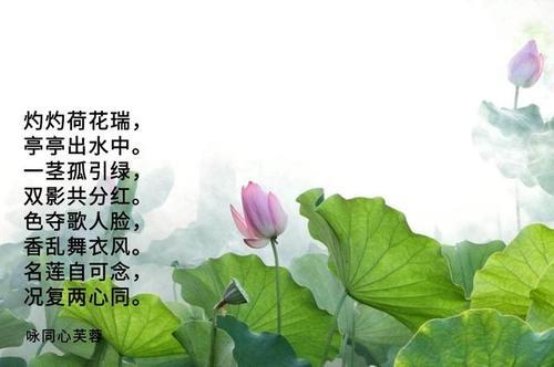 关于莲的精神的诗句合集(精选) 关于精神诗句