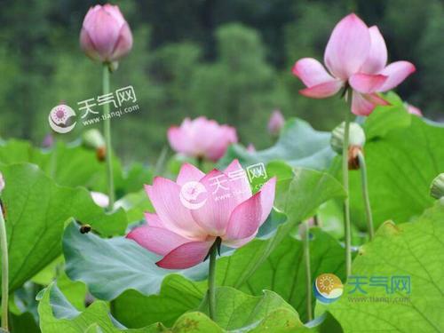 关于形容夏天天气清冷的诗句合集(精选) 关于形容夏天的成语有哪些