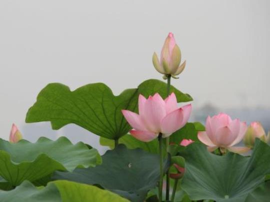 关于夏天赏荷花的心情句子大全 关于夏天荷花的诗句古诗大全