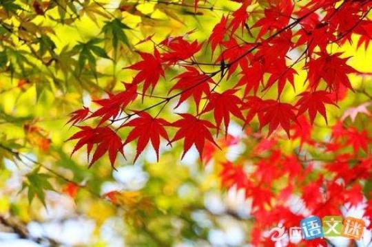 关于枫叶爱的诗句合集(实用) 关于枫叶诗句手抄报