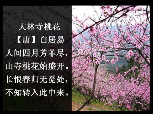 关于形容桃花十分香的诗句合集(通用) 关于形容桃花的词语