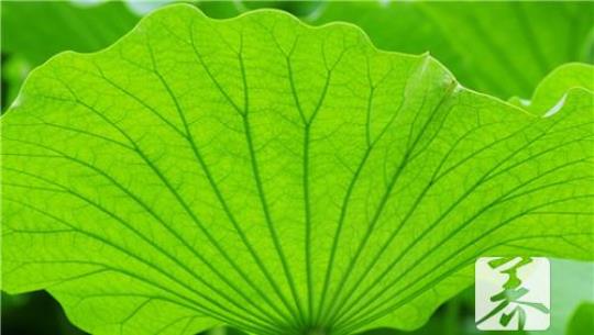 荷叶决明子山楂茶的功效与作用是什么？