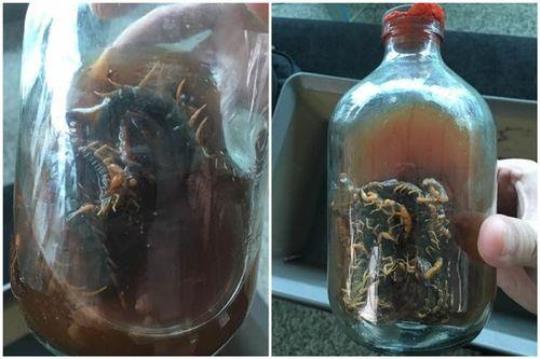 蝎子泡酒正确方法