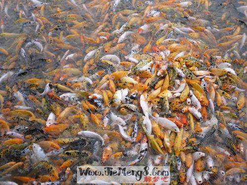 关于形容好多鱼在水里的诗句合集(优选) 形容好多的词语