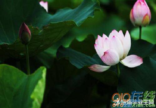关于初夏诗句合集(优选) 晚春初夏的诗句