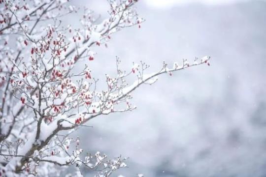 关于形容雪迎春的诗句合集(精选) 形容迎春的诗句