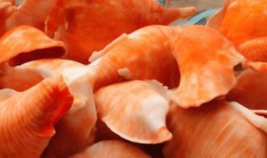 海螺肉怎么做好吃