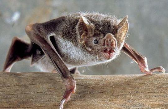 蝙蝠是哺乳动物（介绍蝙蝠的生态习性和分类）