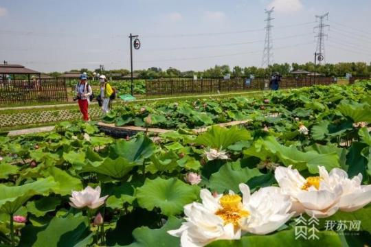 西埂莲乡门票多少钱（游玩攻略和门票价格介绍）