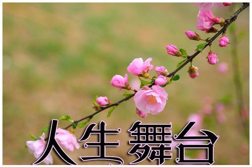 关于形容舞台的优美句子大全 形容舞台的词语