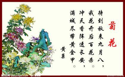关于菊花的诗美好诗句合集(实用) 描写菊花的美好品质