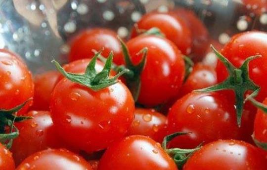 西红柿冷冻保存有害吗