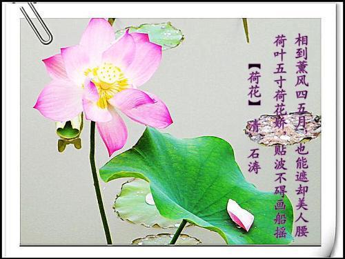 关于莲花优美诗句合集(实用) 关于莲花优美句子