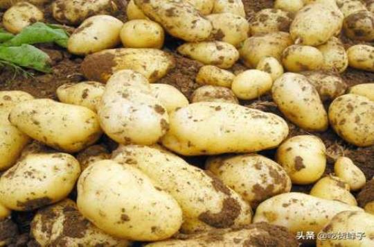 夏季新土豆怎么长期储存