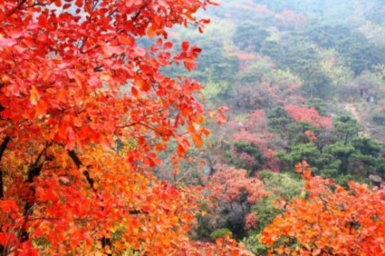 关于香山红叶的优美句子大全 关于香山红叶的作文300