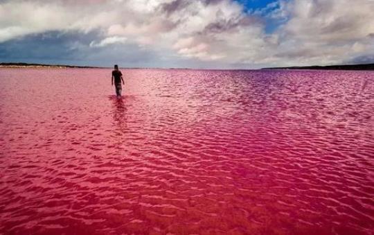 关于西澳粉红湖的诗句合集(实用) 西澳粉红湖最佳时间