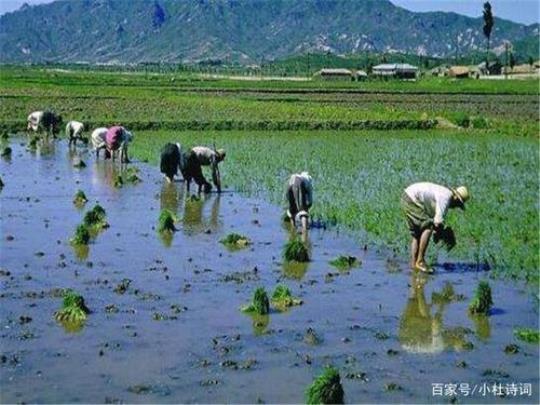 关于初夏农忙的诗句合集(优选) 关于初夏农忙的诗句